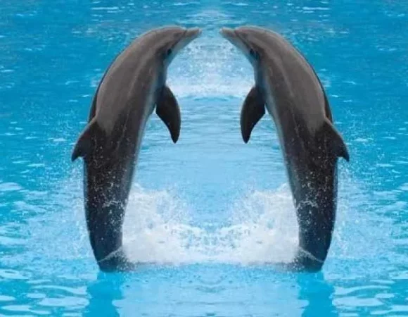 Dolphin show in Sharm El Sheikh