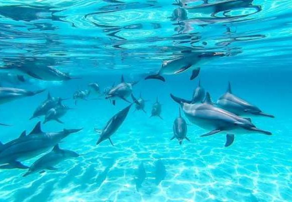 Swimming with Dolphins, Snorkeling Tour From Marsa Alam