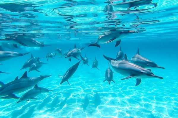 Swimming with Dolphins, Snorkeling Tour From Marsa Alam